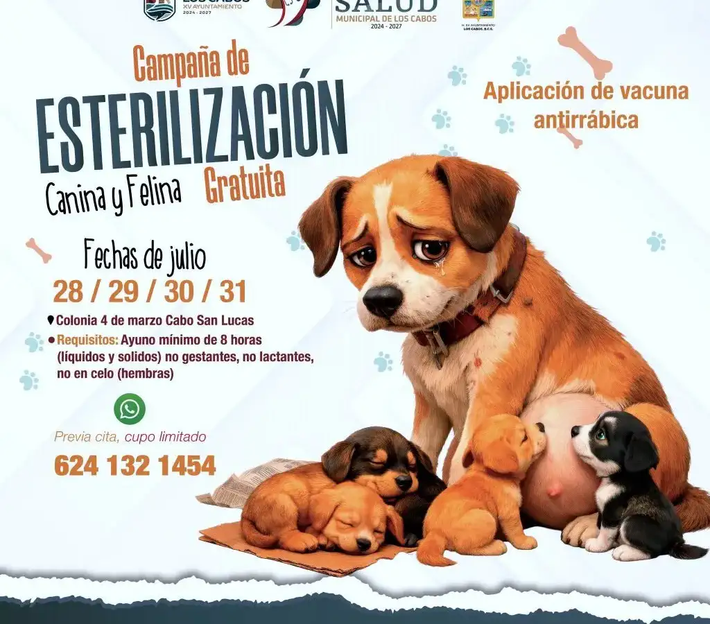 Perro y gato en clínica veterinaria durante esterilización