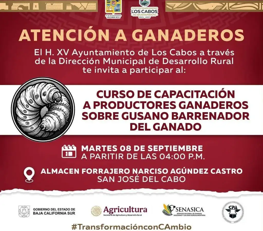 Ganado bovino en un rancho de Baja California Sur