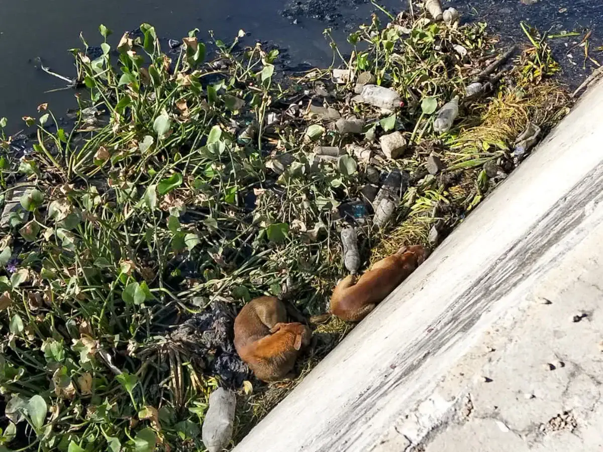Cuerpo de agua urbano en una colonia de Reynosa, Tamaulipas