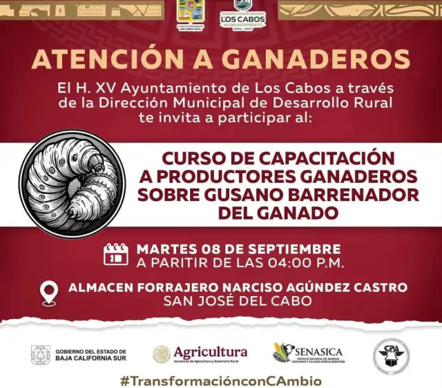 Ganado bovino en un rancho de Baja California Sur