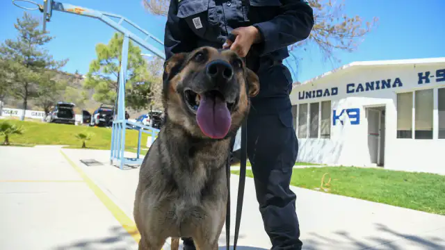 Perro pastor alemán de la Unidad K9 de Guanajuato durante un operativo