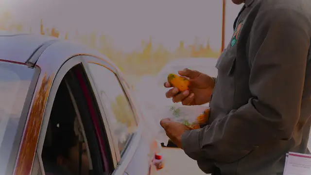 Campos de mango en Baja California Sur con vegetación saludable