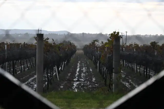 Viñedo con hileras de uvas durante una vendimia en Guanajuato