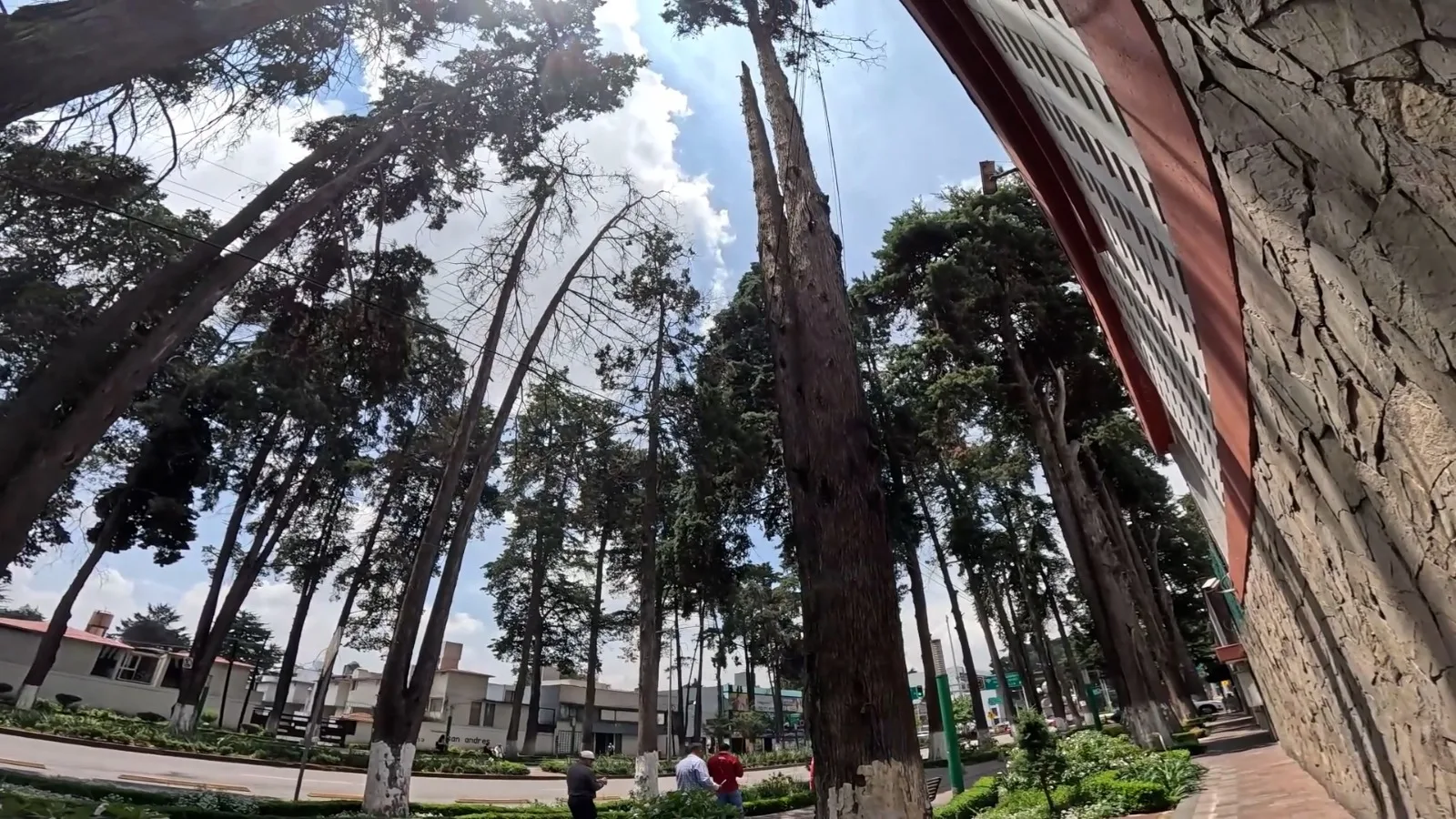 26 árboles en Paseo Colón serán retirados por riesgo de caída, anuncia Ricardo Moreno