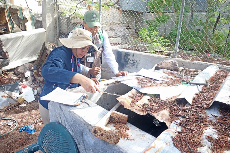 Baja California Sur acumula 167 casos de dengue en 2026; llama a eliminar criaderos