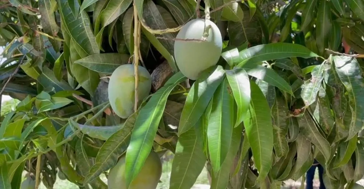 Baja California Sur invierte 240 mdp en sanidad agropecuaria y acuícola