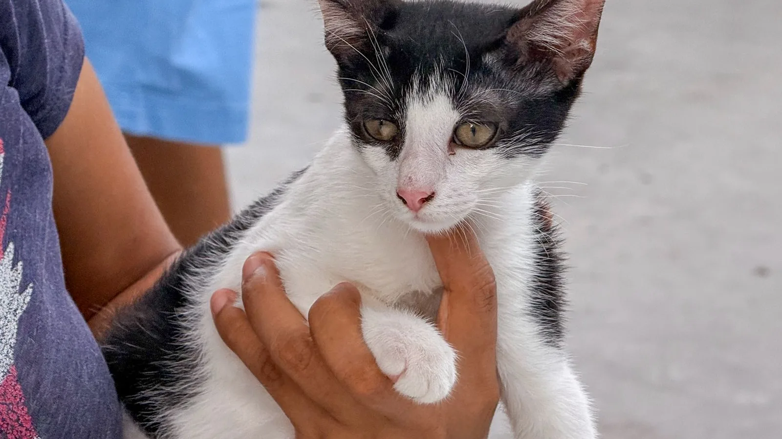 Brigada veterinaria gratuita en Villa Esmeralda beneficia a 80 mascotas