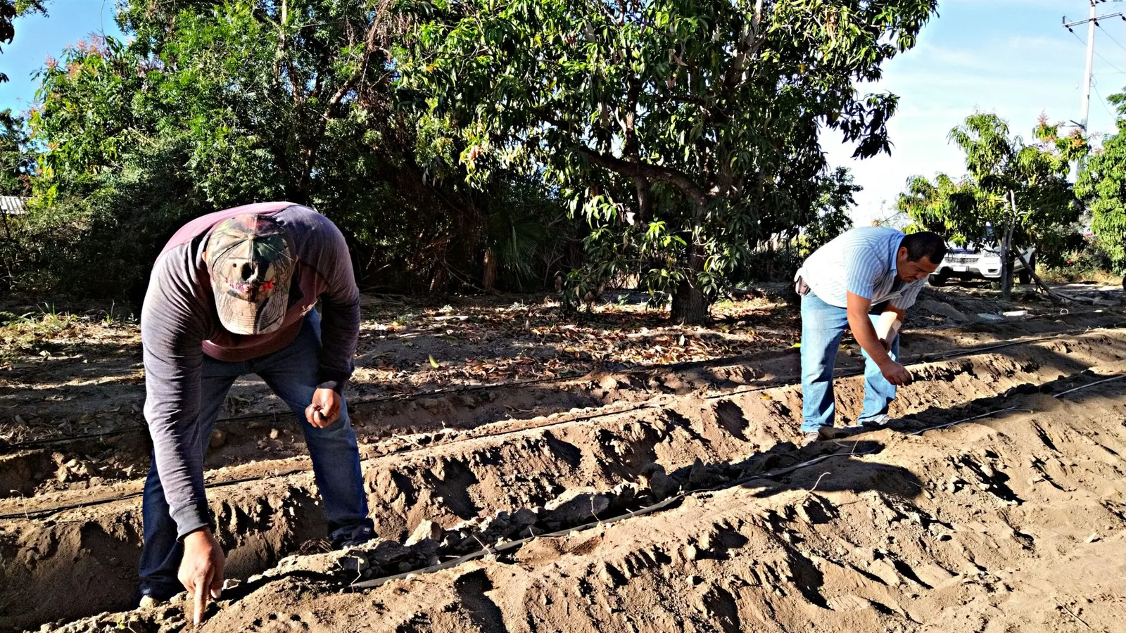 Campo sudcaliforniano genera 15 mil mdp; 4 mil 237 productores impulsan cultivos de alto valor