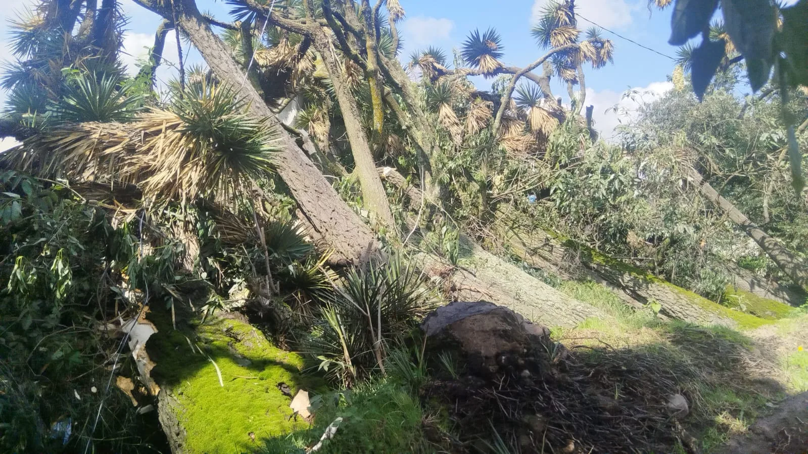 Diez árboles caen sobre canal de desagüe por reblandecimiento del suelo en Toluca