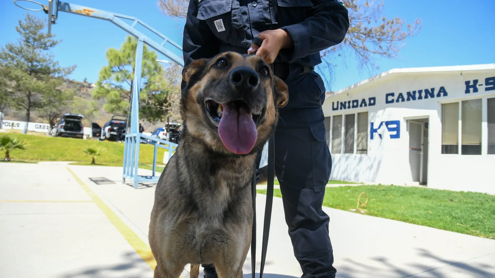Guanajuato rinde homenaje a sus perros policía en el Día Mundial del Perro