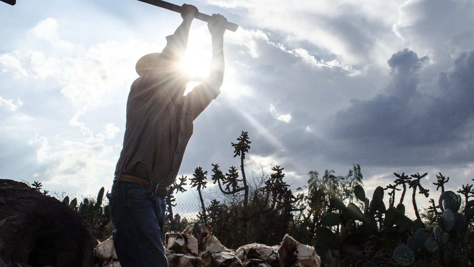 Guanajuato, segundo productor nacional de agave tequilero, reporta exportaciones por 13.7 mdd