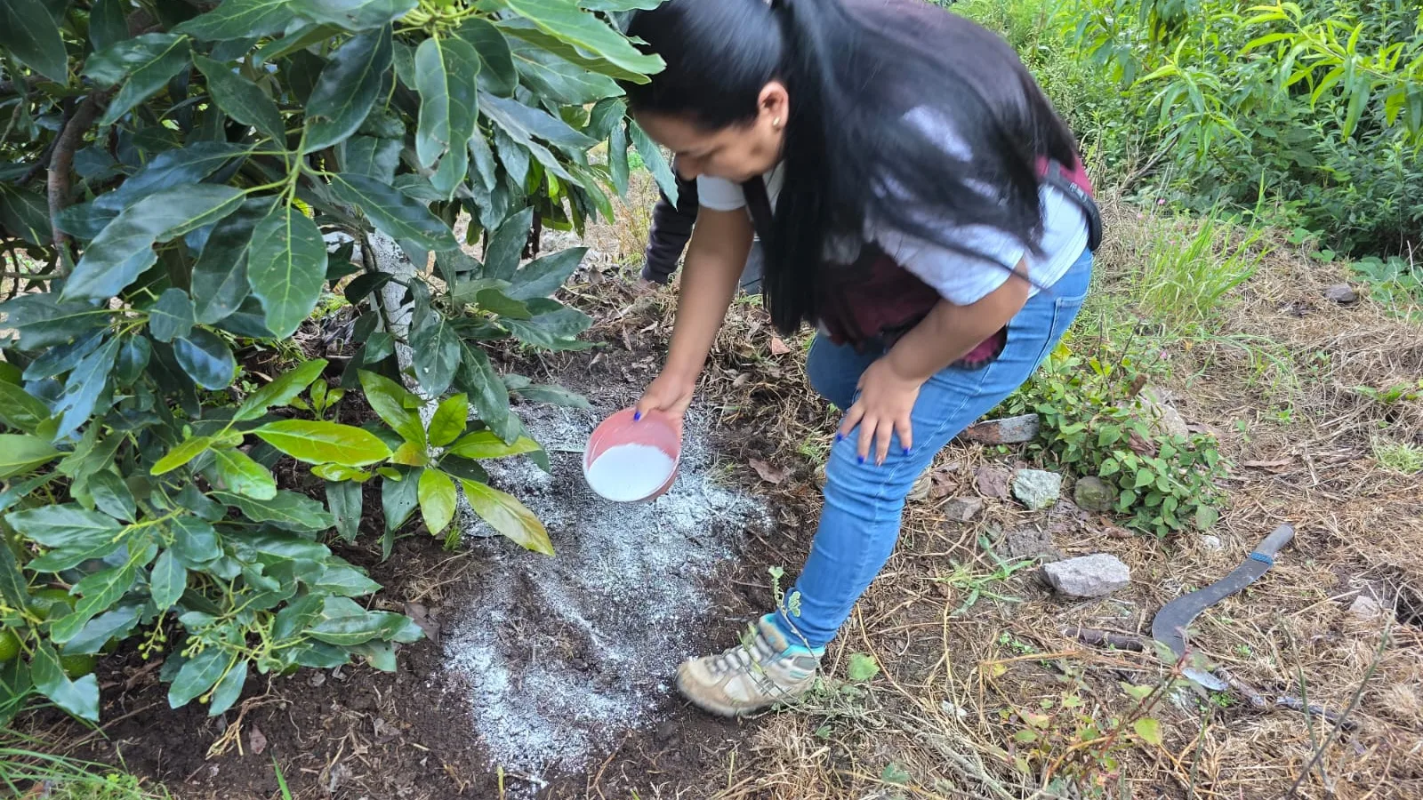 Impulsan producción de aguacate en la Sierra de Guerrero con acompañamiento técnico