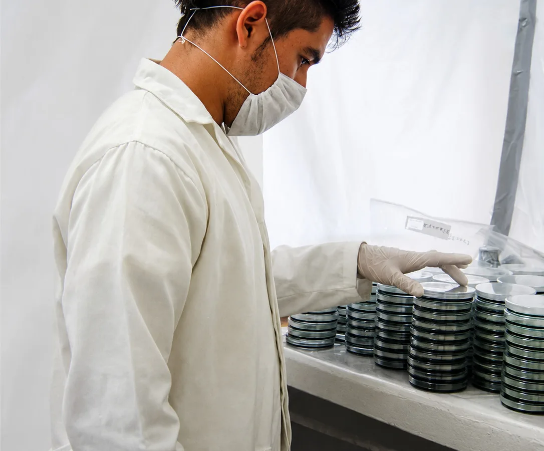 Investigan bacterias acuáticas en Sinaloa para prevenir riesgos ambientales y acuícolas