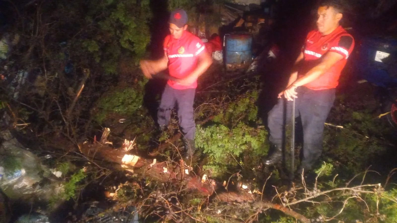 Lluvias en Toluca provocan caída de árboles en varias delegaciones sin lesionados