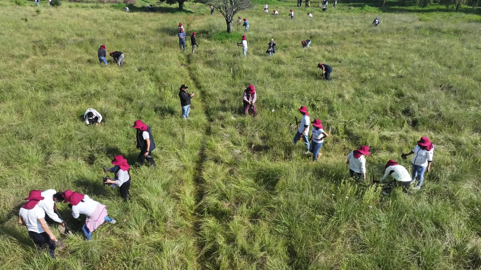 Toluca planta 15 mil árboles en siete colonias; alcalde busca 126 mil en 2026